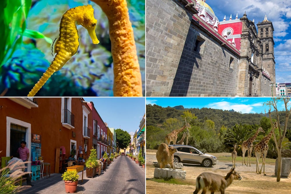 En la ciudad de Puebla hay lugares que no te puedes perder | Foto: Africam Safari / Acuario Michin / istockphoto