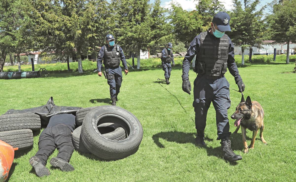 Wendy, de un año tres meses, forma parte de los 72 binomios caninos que pertenecen a la Unidad de la Secretaría de Seguridad del Edomex. Foto: Jorge Alvarado/ EL UNIVERSAL.