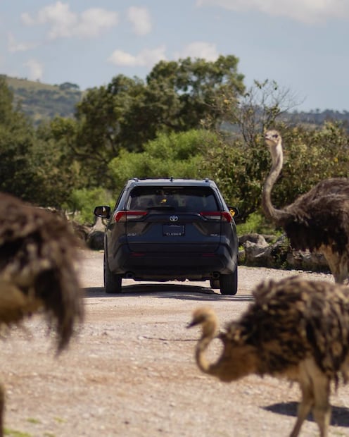 Foto: Africam Safari
