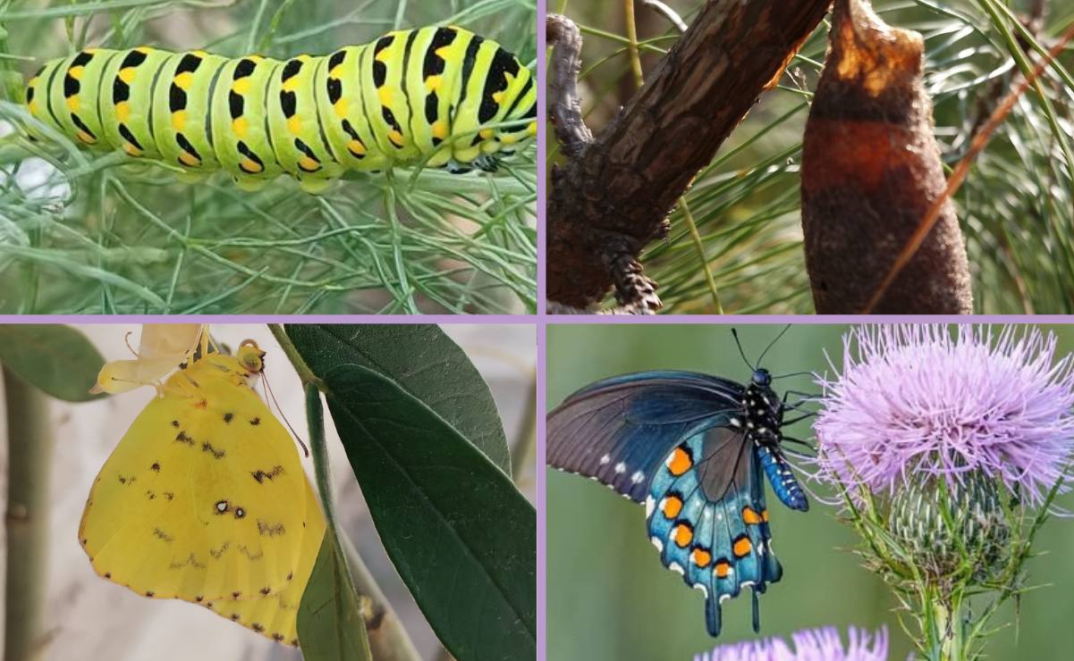Si eres fan de las mariposas y deseas adoptar una, en este bosque de Puebla te dicen cómo