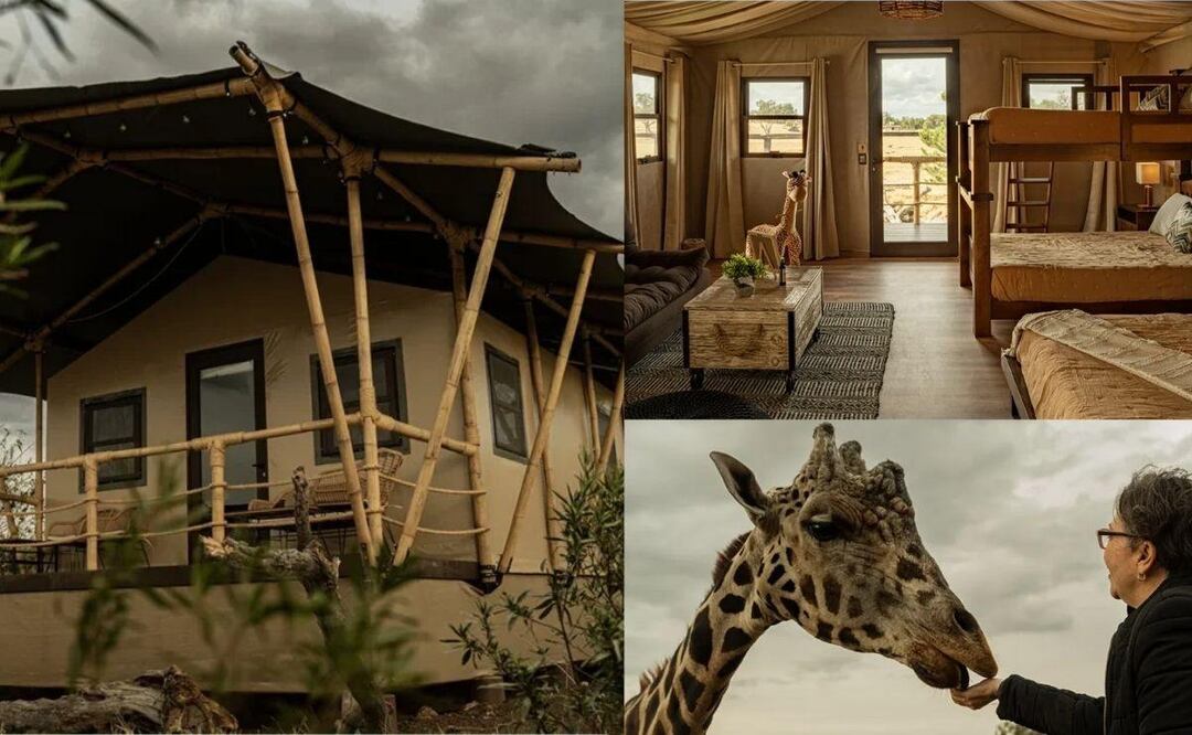 Foto: Reino Animal    I     En Teotihuacán se encuentra el primer glamping safari de México