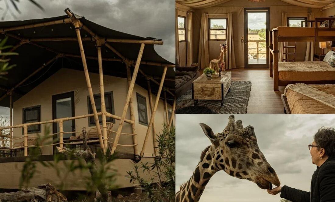 Foto: Reino Animal I En Teotihuacán se encuentra el primer glamping safari de México