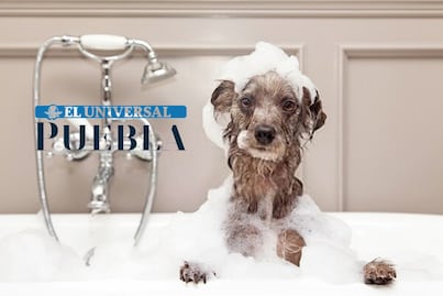 ¿Cómo bañar a mi perro en temporada de lluvia y frío?