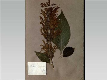 ¿Te apasiona la botánica? consulta el herbario digital de la BUAP