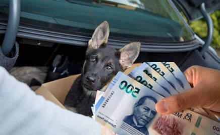 Limitarán la compra de mascotas en Puebla