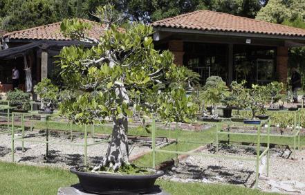 Qué hacer en Atlixco: visita los bonsái de 100 años de antigüedad