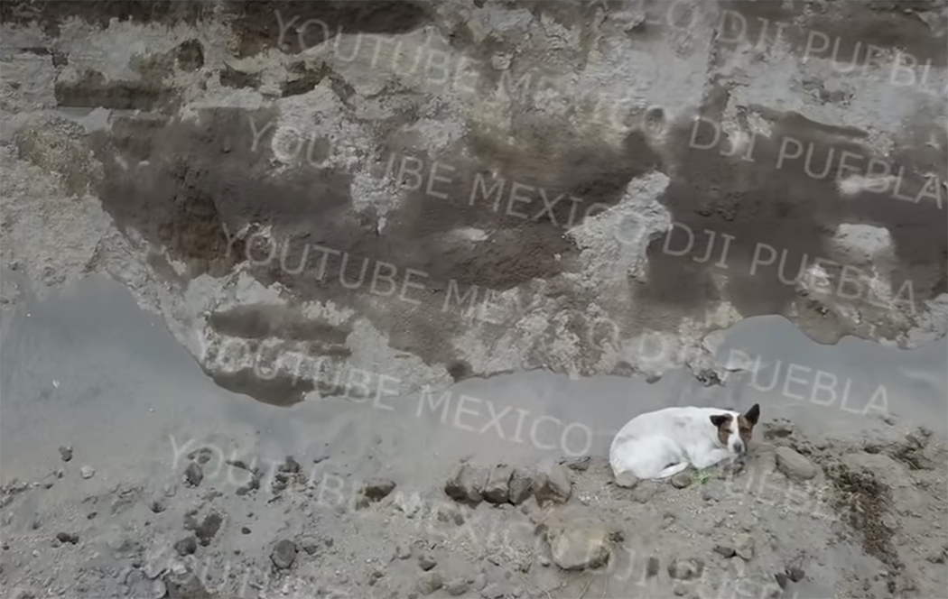 Perrito salió ‘por su propia pata’ del socavón o está en las cavernas: autoridades