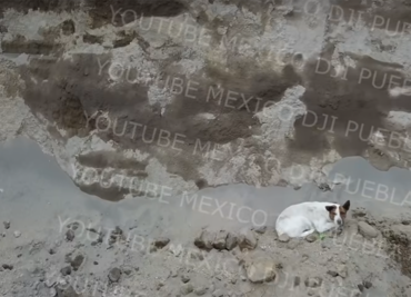 Perrito salió ‘por su propia pata’ del socavón o está en las cavernas: autoridades