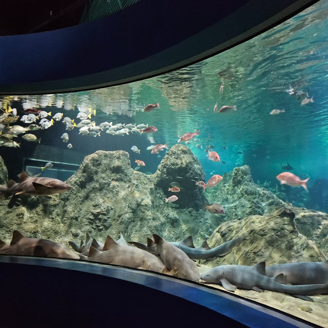En el Acuario Michin puedes convivir con tiburones y alimentarlos / Instagram @acuariomichinpuebla
