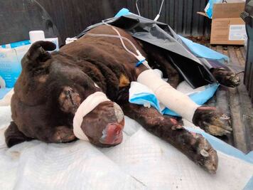 "Esponjoso” uno de los sobrevivientes de la explosión de Xochimehuacán