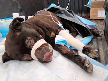 "Esponjoso” uno de los sobrevivientes de la explosión de Xochimehuacán