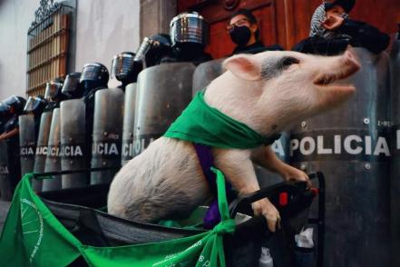 Lupito El Cerdito, un activista radical