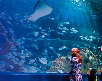 Acuario Michin Puebla: vive aventuras extremas con la vida marina