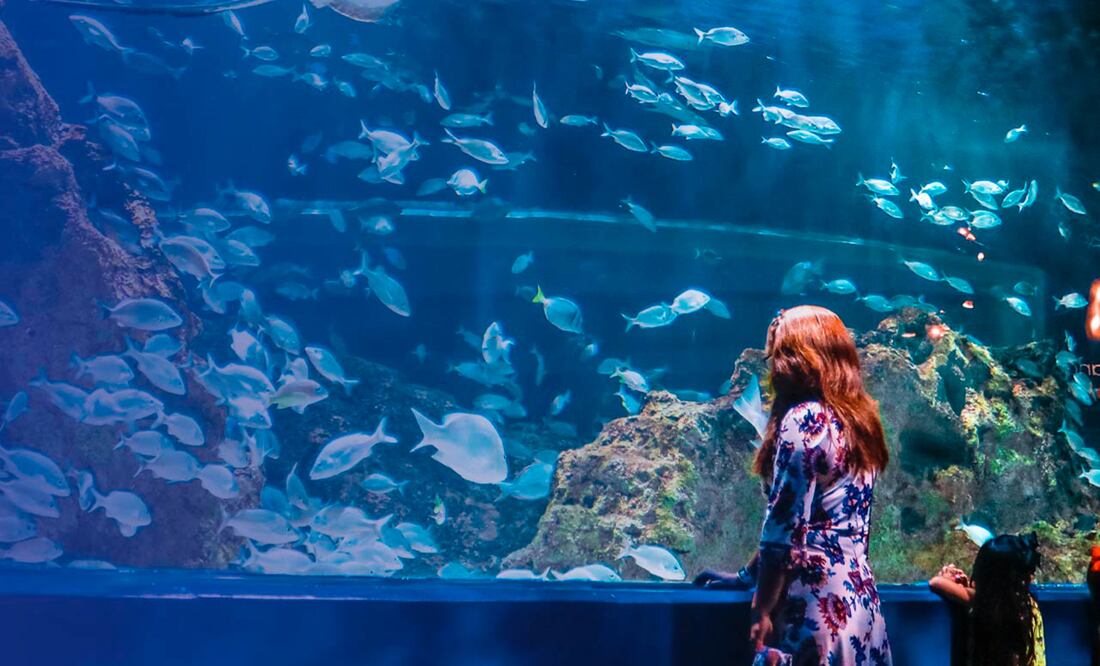 En el Acuario Michin puedes desde alimentar tiburones hasta nadar con rayas marinas | Foto: Acuario Michin