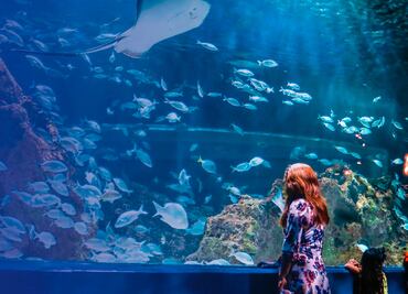 Acuario Michin Puebla: vive aventuras extremas con la vida marina