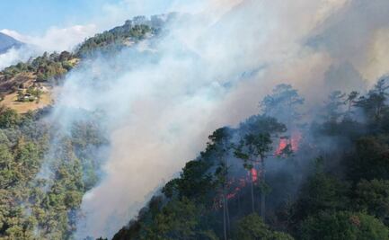 Checa qué especies endémicas peligran por incendios forestales en Puebla 