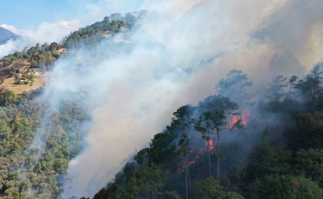 El fuego de los incendios forestales arrasa con las especies endémicas de Puebla y daña al ecosistema | Foto: Agencia Es Imagen para El Universal Puebla
