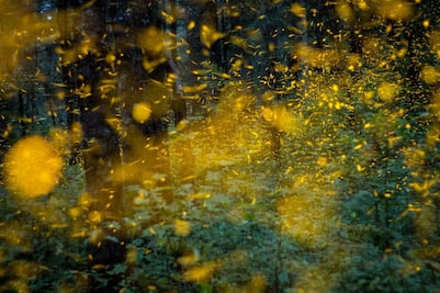 Cómo llegar al santuario de las luciérnagas a 50 minutos de CDMX