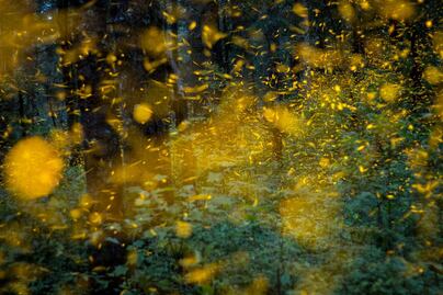 Cómo llegar al santuario de las luciérnagas a 50 minutos de CDMX