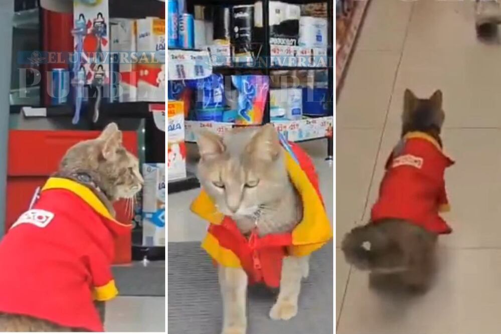 Minina es una gatita adoptada en un Oxxo | Foto: Captura de video