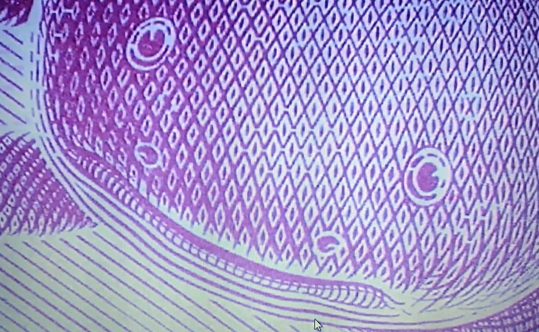 Así se observan los detalles microscópicos de los nuevos billetes. Foto: CCR Consultoría de Servicios Periciales /Facebook