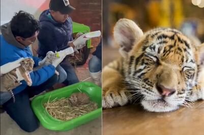 VIDEO Nacen cinco tigres de Bengala en zoológico de Puebla