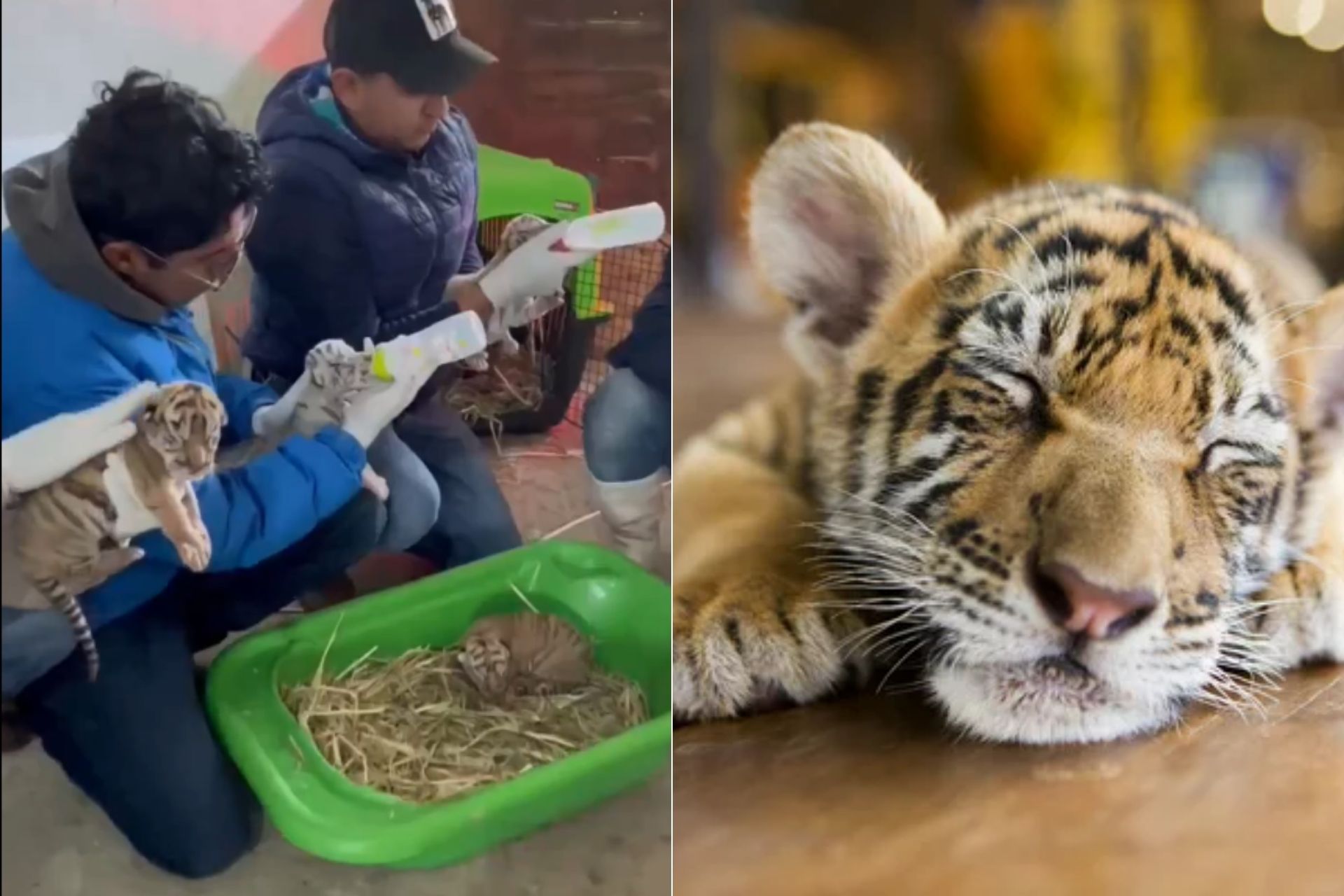 VIDEO Nacen cinco tigres de Bengala en zoológico de Puebla