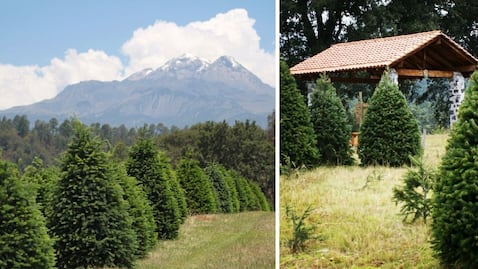 Alpinia, Puebla. El bosque de árboles de Navidad al pie del Iztaccíhuatl