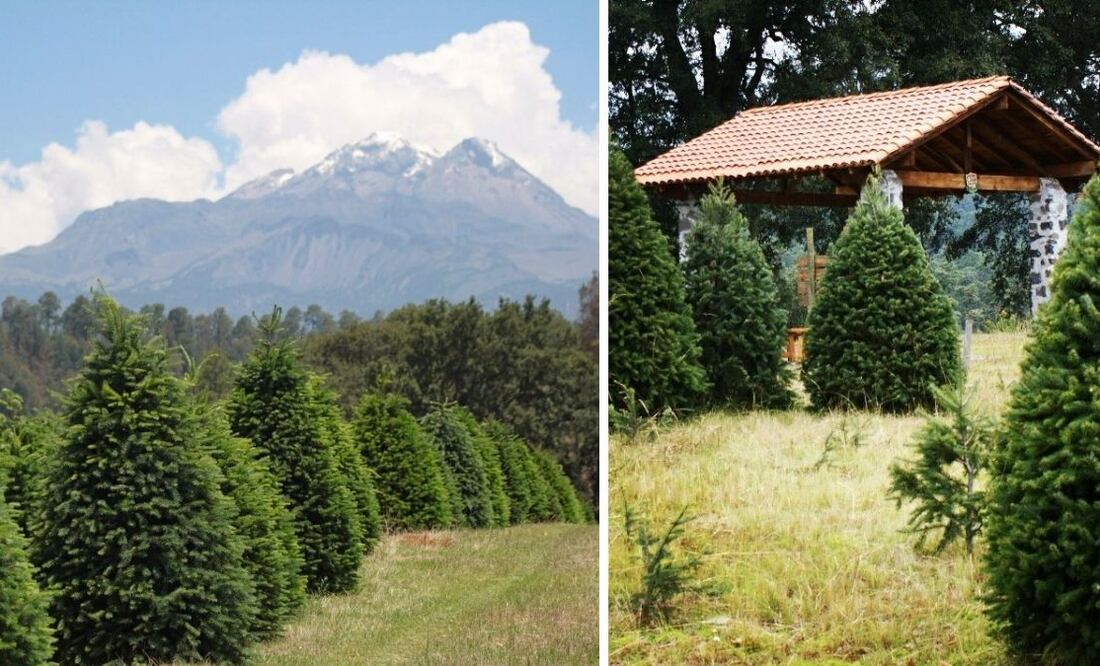 Alpinia, Puebla. El bosque de árboles de Navidad al pie del Iztaccíhuatl