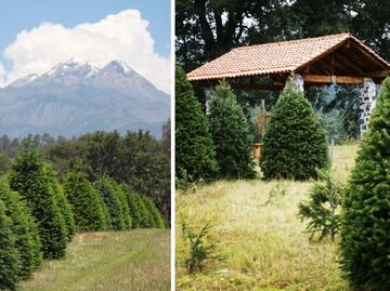 Alpinia, Puebla. El bosque de árboles de Navidad al pie del Iztaccíhuatl