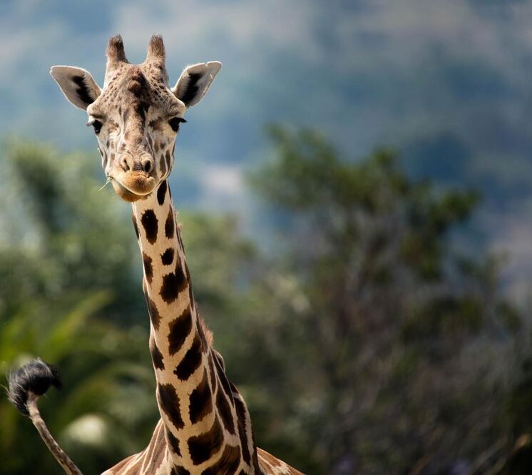 Foto: Africam Safari