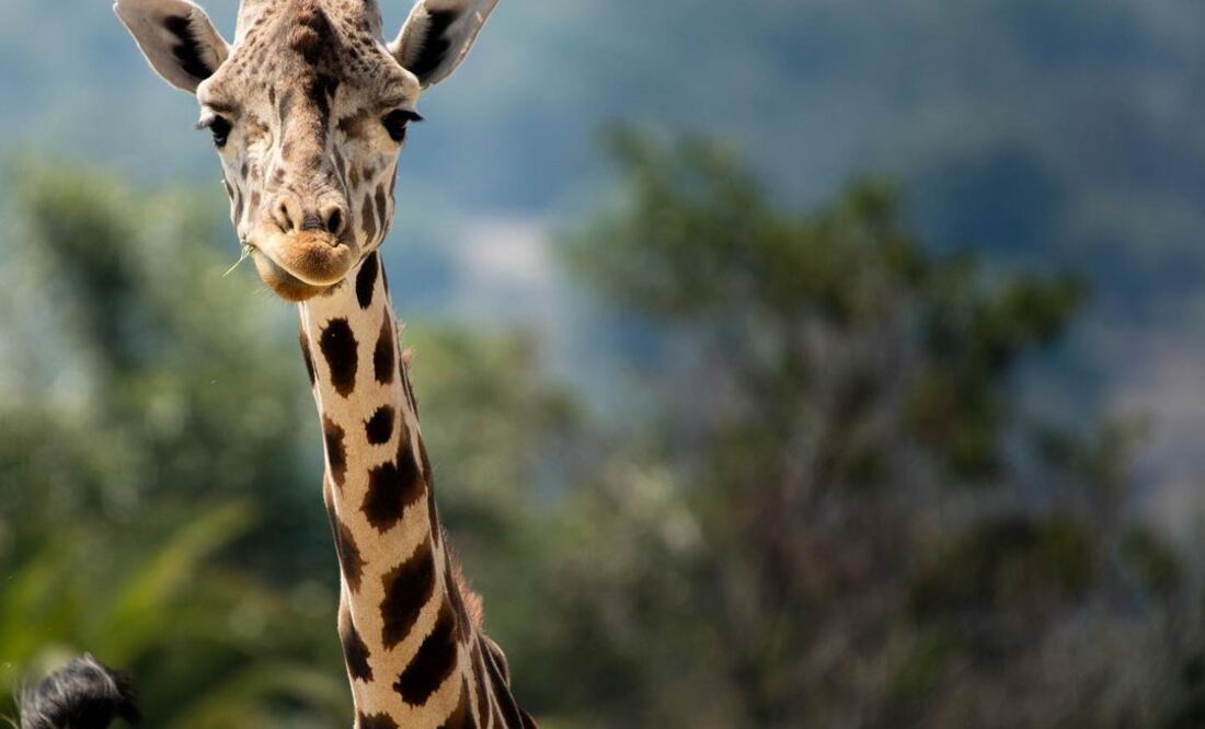 Foto: Africam Safari