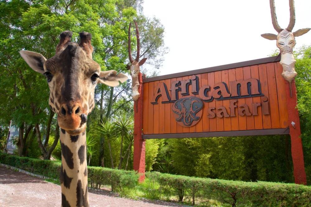 Africam Safari tiene una promoción para todos los Benitos | Foto: EsImagen / Expedia.com