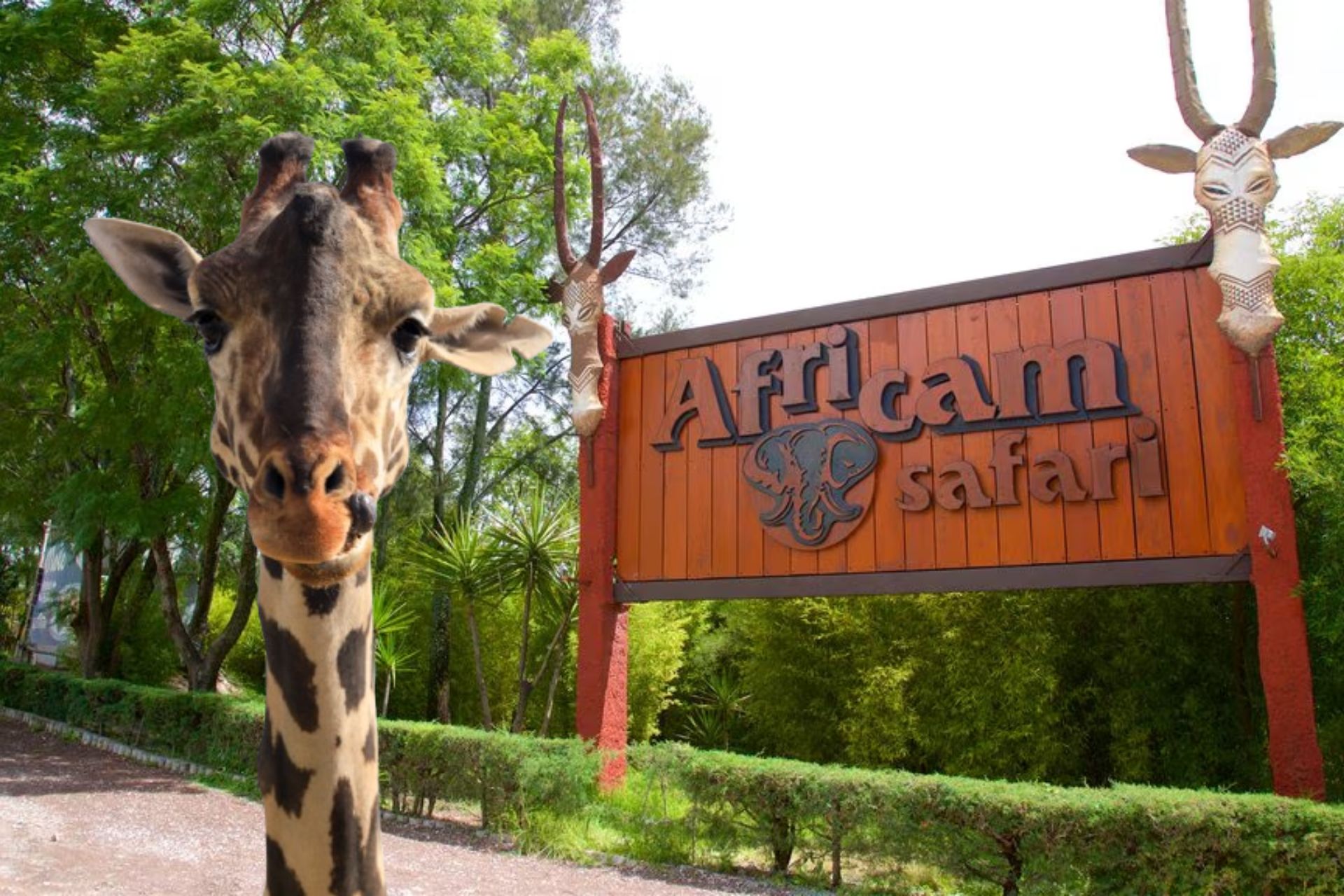 Africam Safari tiene una promoción para todos los Benitos | Foto: EsImagen / Expedia.com