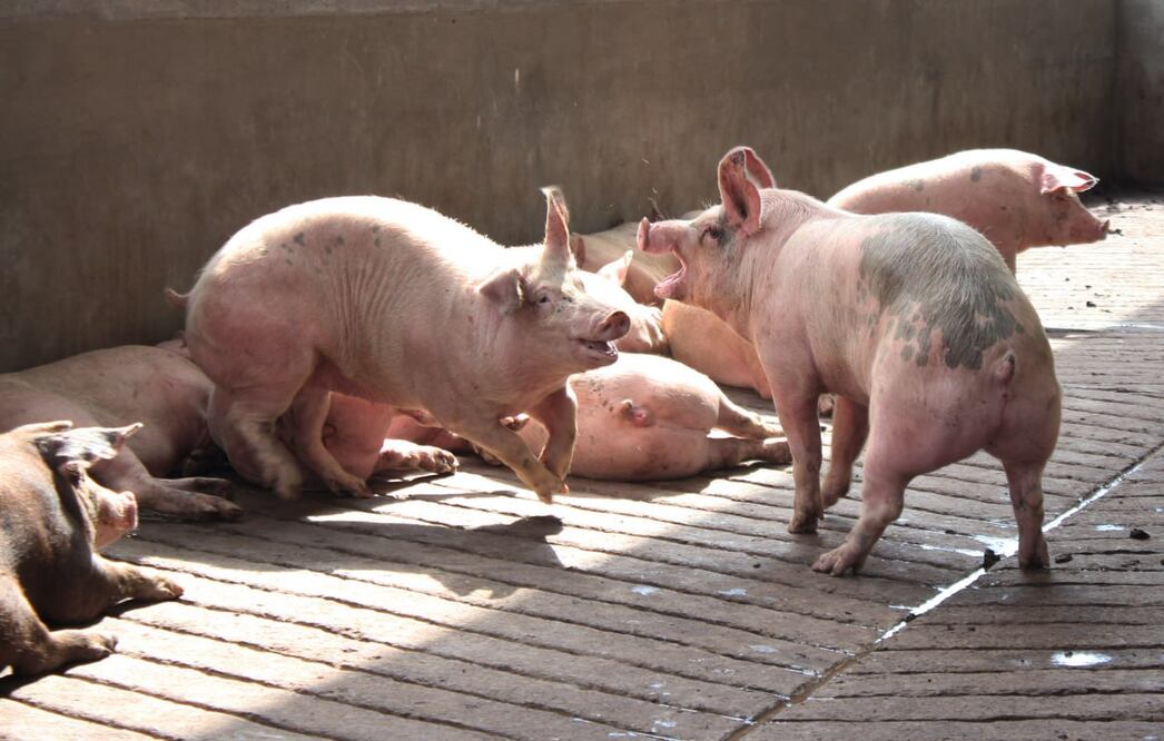 Los concursos del cerdito encebado son considerados por activistas como casos de maltrato animal | Foto: Agencia Es Imagen para El Universal Puebla