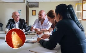 Científicos proponen crear larvicida para enfrentar al gusano barrenador