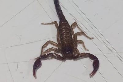 Detectan plaga de alacranes ahora en la colonia Joaquín Colombres de Puebla