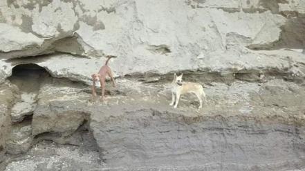 El rescate de los perros Spike y Spay en el socavón de Puebla en fotos y video