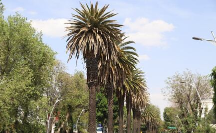 PLAGA AFECTA A PALMERAS