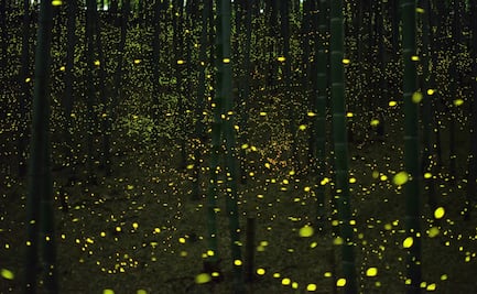 Dónde están los santuarios de luciérnagas más cercanos a CDMX