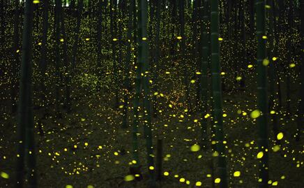 Dónde están los santuarios de luciérnagas más cercanos a CDMX