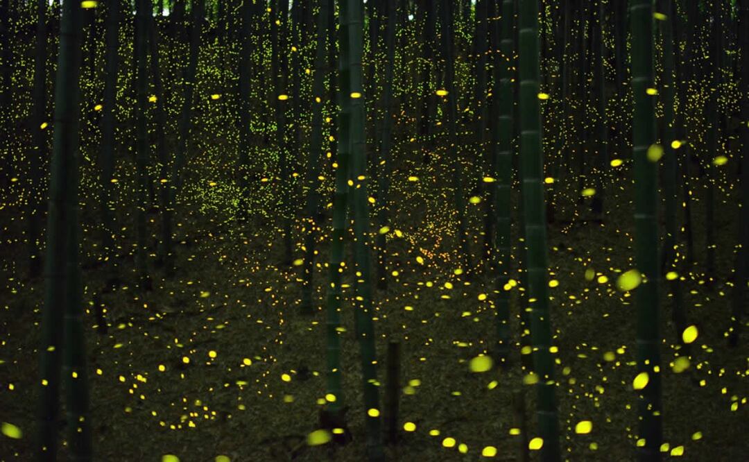 Con el inicio de la temporada de lluvias inicia la temporada de luciérnagas. Foto: Wikimedia Commons