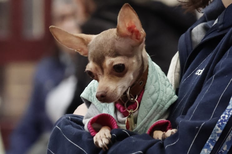 Proponen 3 días de licencia laboral con goce de sueldo por muerte de mascotas