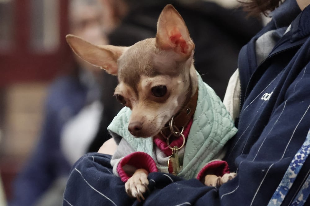 La iniciativa plantea otorgar tres días de licencia laboral con goce de sueldo por la muerte de una mascota | Foto: EsImagen