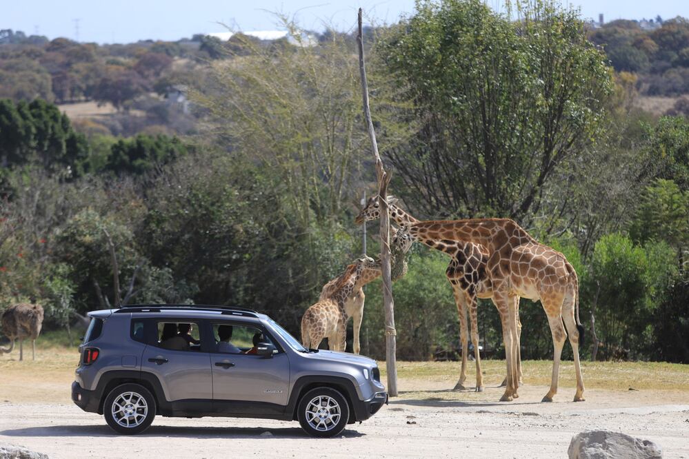 Jambo es una frase que se puso de moda con la llegada de Benito a Africam Safari | EsImagen