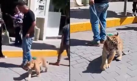 Captan a sujeto paseando un cachorro de tigre en calles de Tulancingo, Hidalgo