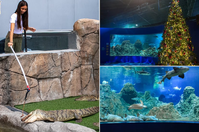 Acuario Michin Puebla activa promoción especial con boletos desde $99