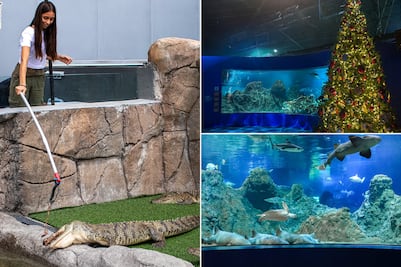 Acuario Michin Puebla activa promoción especial con boletos desde $99
