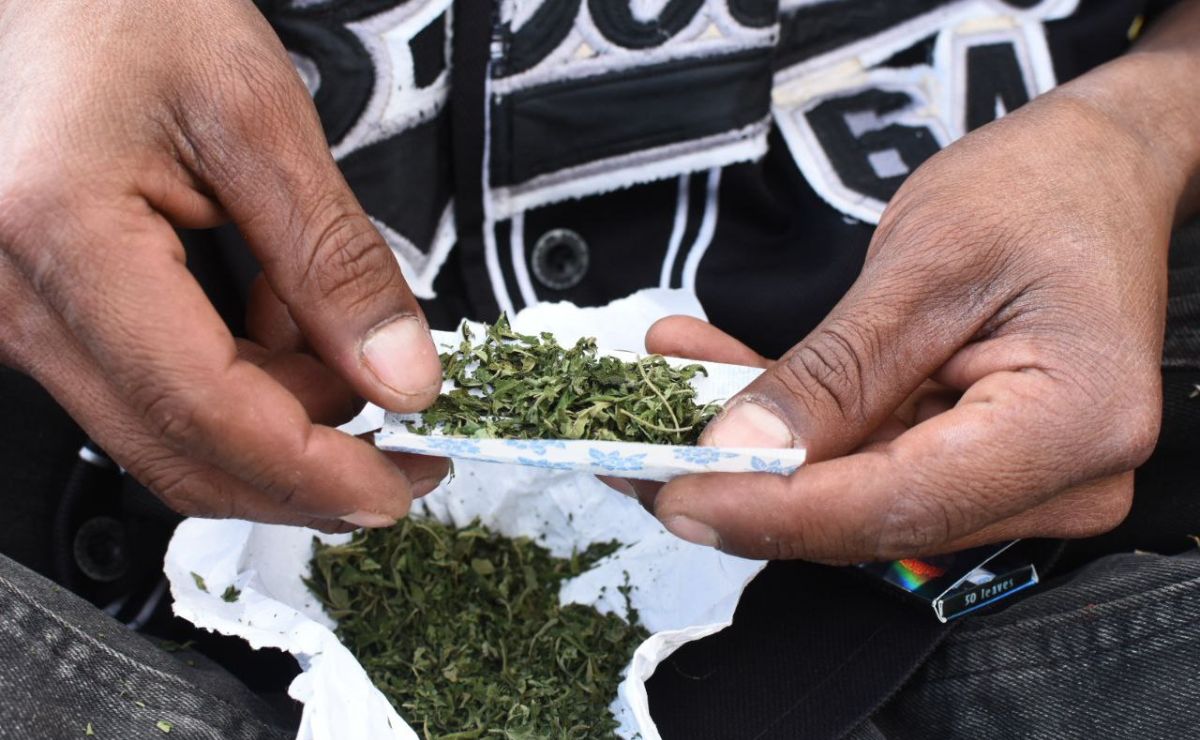 Activistas gestionan permisos para siembra y consumo personal de marihuana