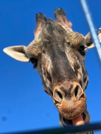 Así planean despedir a la jirafa Benito antes de su traslado a Puebla